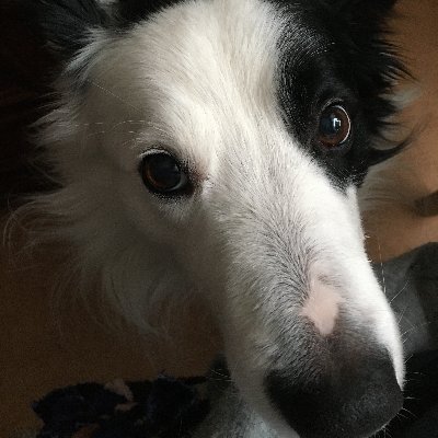 I am a happy Border Collie boy Jerry, like's to play, training and running fast.🐾🐕🐾