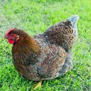 Farmhousehens's avatar