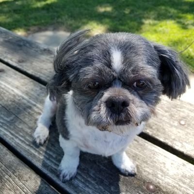 This is my little guy in the profile picture, My 3 Sons, Mom, Wife 🥰
Grandmother, MAGA