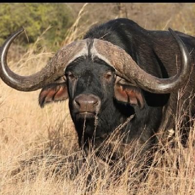 SiphoAVictor's profile picture. Proudly Ndebele