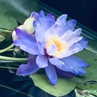 はる (@highrosehami) Twitter profile photo