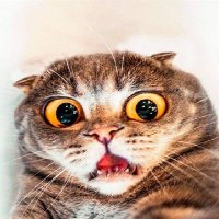 BossladyTwinmom 🇺🇲 🍊 (@ultmagabosslady) 's Twitter Profile
