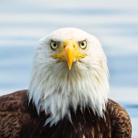 Anne McKinnell 🦅🐬🦁 🐻(@annemckinnell) 's Twitter Profile Photo Anne McKinnell 🦅🐬🦁 🐻(@annemckinnell) 's Twitter Profile Photo