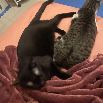 Shiouen2000's profile picture. shiou