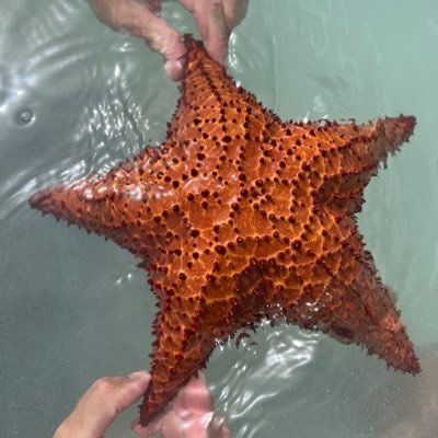 roanna_psych's profile picture. she/her