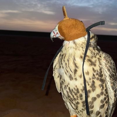 n_alshamsi23's profile picture. 