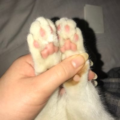 ManincorElena's profile picture. 