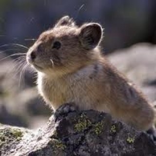 Software developer focusing on macOS using Swift. Learning Python. Also using Java & Groovy. My anipal is a pika. Check 'em out!