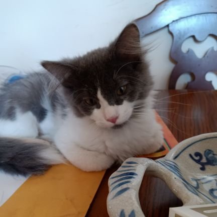 SandyLacy10's profile picture. Mother of one.  Grandmother of two, Retired and just trying to survive.  I love my country (the way it used to be).  Hate what's happening to our great nation.