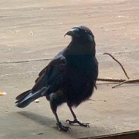 Shiny Things Fascinate (@corby333) 's Twitter Profile Photo