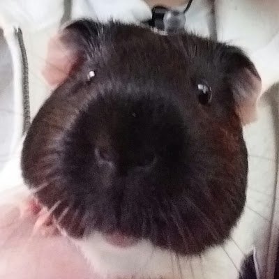 guy in his 20s;
only on here for indie games and art;
may eventually post art/doodles here;
blocking most suggestive accounts