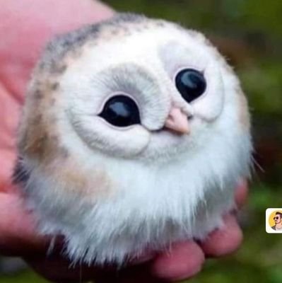 alishba_saif12's profile picture. 