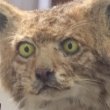 BOBCAT MANさんのプロフィール画像