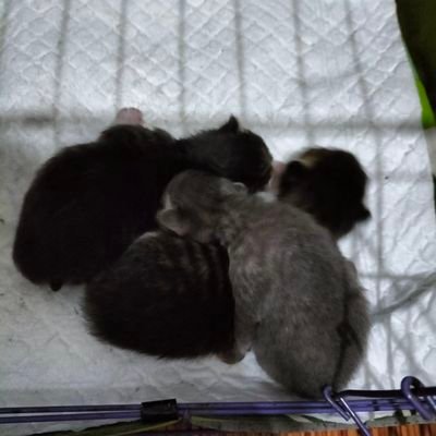 DarkQueen0411's profile picture. 