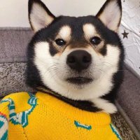 Viktor Racks (@viktorracks) 's Twitter Profile