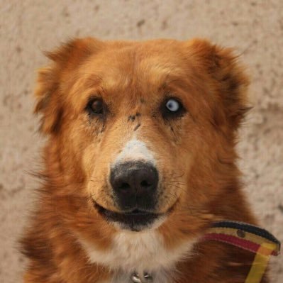 The first #NFT collection of dogs who were rescued from abuse in Iran | awake your soul by loving dogs🐕 https://t.co/NUG5xoeCvc
