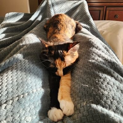 _BrianKarcher's profile picture. Game developer. #Unity3D Investigator. Founder of #indiegames company @ColonySoftware. Working on Action-RPG #RolansQuest