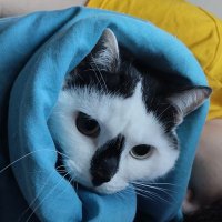 tacy (@horpsepose) 's Twitter Profile