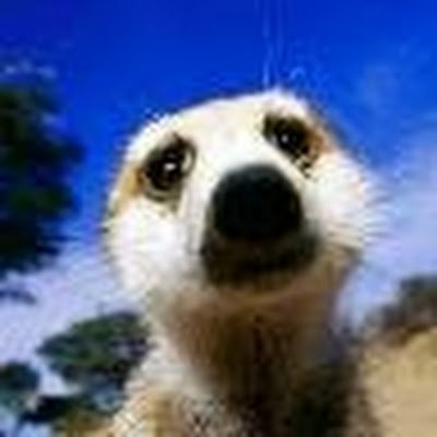 Dabatsau's profile picture. Part Meerkat, Part Human
Not based in Australia for Social Media Purposes