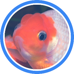 Ravenflight01's profile picture. icon by pridewishes on tumblr :b