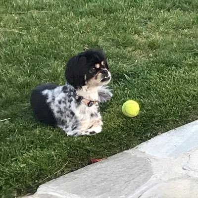 Timbuckland61's profile picture. CA Trumpster