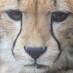 heycheetah (@heycheetah2) Twitter profile photo heycheetah (@heycheetah2) Twitter profile photo