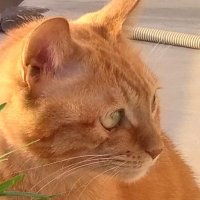 ちゃとらねこ (@qjzsk3s7t7payu5) 's Twitter Profile Photo