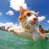 Surf (@0xsurferboy) 's Twitter Profile Photo