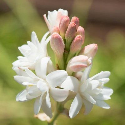 鬼滅好きのむい推し。フォロバ100%さんのプロフィール画像