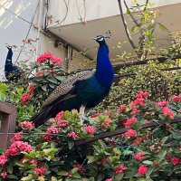 Sharvil Sheth, MD (@sheth_md) 's Twitter Profile