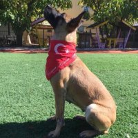 Petinn Köpek Eğitimi&Konaklama-Metin İnalkaç(@petinnegitim) 's Twitter Profile Photo