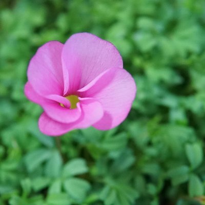 hasma_makoto's profile picture. 近所を散歩しながらいいなっていうのをパチリ。
E-PL8とα6700を使ってます。
https://t.co/Q3NcxqNsr2