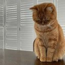 Agnes Chau - @AgnesChau5 - Twitter