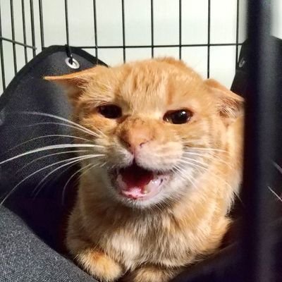 いただき妖怪ネコマタちゃん…「猫走族」さんのプロフィール画像