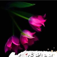 دنيابلا متعة (@shetaamr2) 's Twitter Profile