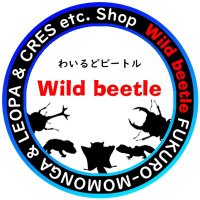 wildbeetle(@wildbeetle_shop) 's Twitter Profile Photo