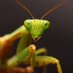 Mantis (@miradamantis) Twitter profile photo Mantis (@miradamantis) Twitter profile photo
