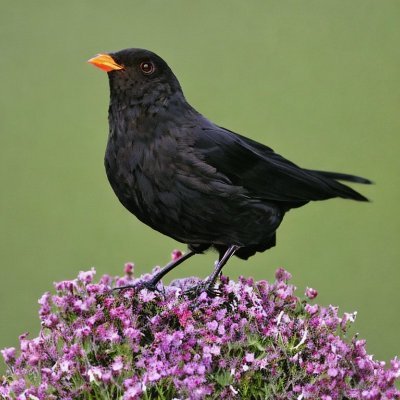 黒歌鳥さんのプロフィール画像