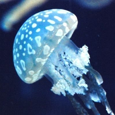 スベリの達人、くらげの蔵(くら)♂️🪼|おしゃべりの都度スベリます🥲|鼻息がやや荒めで難しい言葉は理解できません😑|2021.12.25から株式投資|株歴短いけど楽しみま〜す♬|暴落時大人買い同盟🌸→まだ赤ちゃん👶バブ|温もりってなんかいい…🥹|きっと日本は輝く🇯🇵✨
#保護猫活動