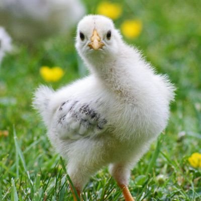 Kiwijitterbug's profile picture. Eco-conscious urbanite - supports social safety nets & public transit as well as reduced resource consumption & shifting towards sustainable alternatives