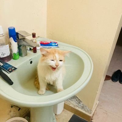 sampang84134746's profile picture. 