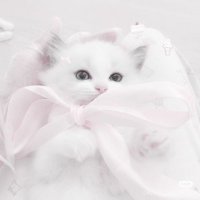 ここ (@amama_0o) 's Twitter Profile Photo ここ (@amama_0o) 's Twitter Profile Photo