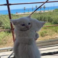 It sucks (@itsuck8s) 's Twitter Profile