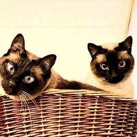 Mittens&TinyDancer(@MTinydancer) 's Twitter Profile Photo