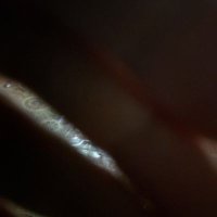 anonimus (@steppinggoosee) 's Twitter Profile
