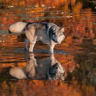 wolf on a bridge Profile