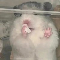 平陆成江 (@lareina_0123) 's Twitter Profile