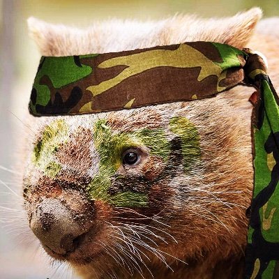 Stealthy_Wombat Profile Picture