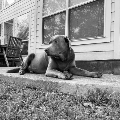 A lab living my best life in Texas ☀️