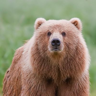 on bear Twitter